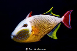 A male redtail triggerfish displays its vibrant colors an... by Jon Anderson 